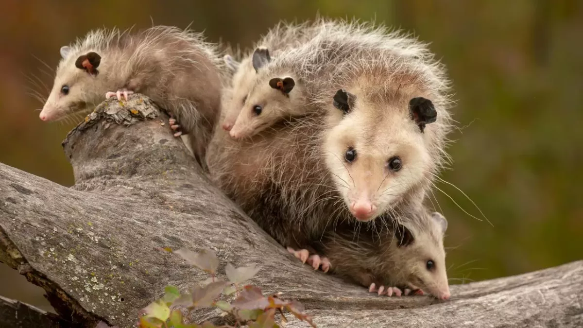 This Horrifying Footage Shows What Happens When A Giant Tarantula Captures A Baby Opossum