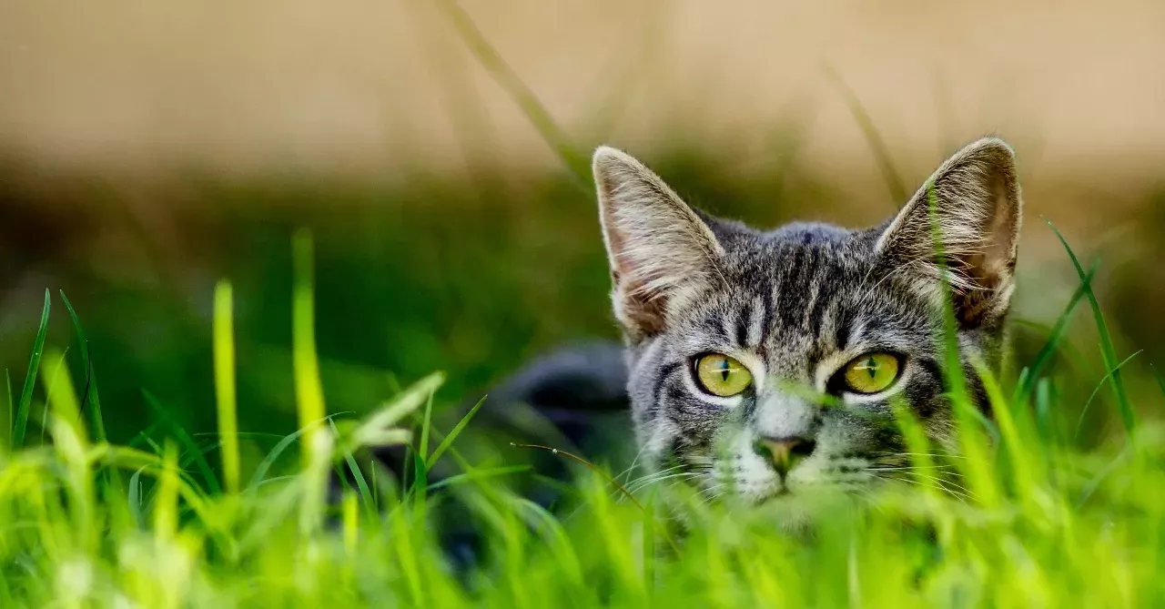 House cats are the most successful predators in the animal kingdom