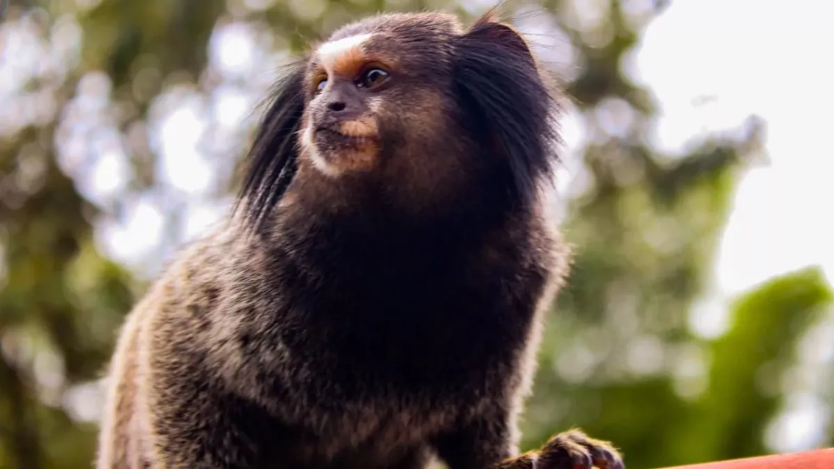 This is how the monkey flushed down the toilet and given cocaine is fairing