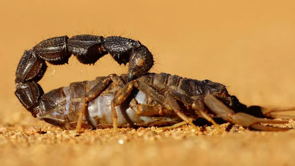 Human-sized ancient scorpion found at the bottom of the ocean