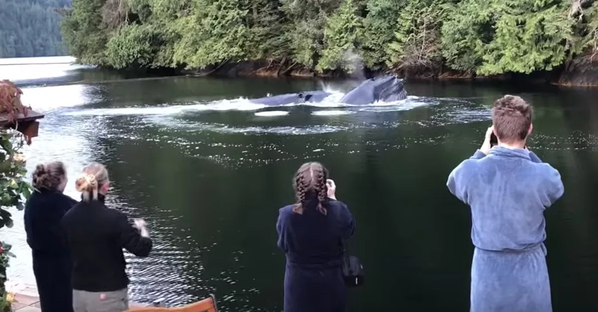 Humpback whales