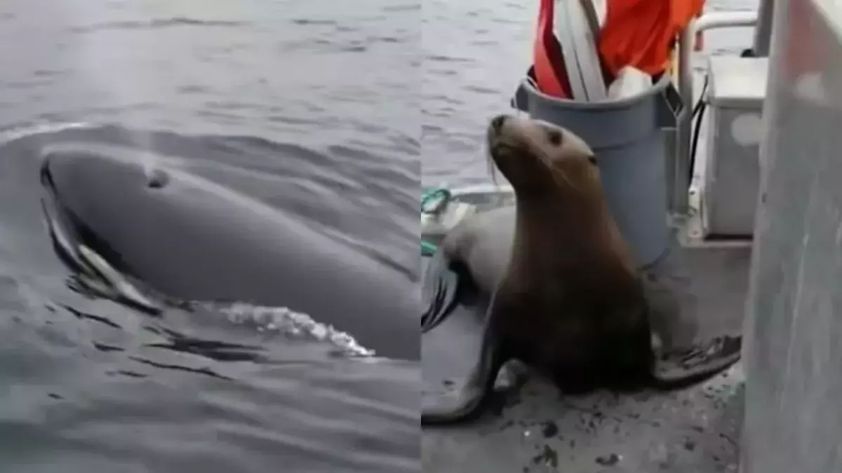 Hungry whales
