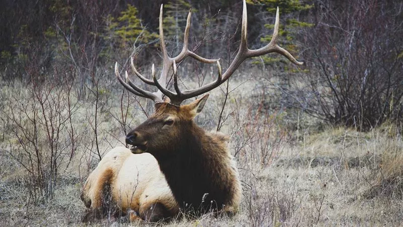 Hunters Found Some Awful Things In This Stag’s Stomach