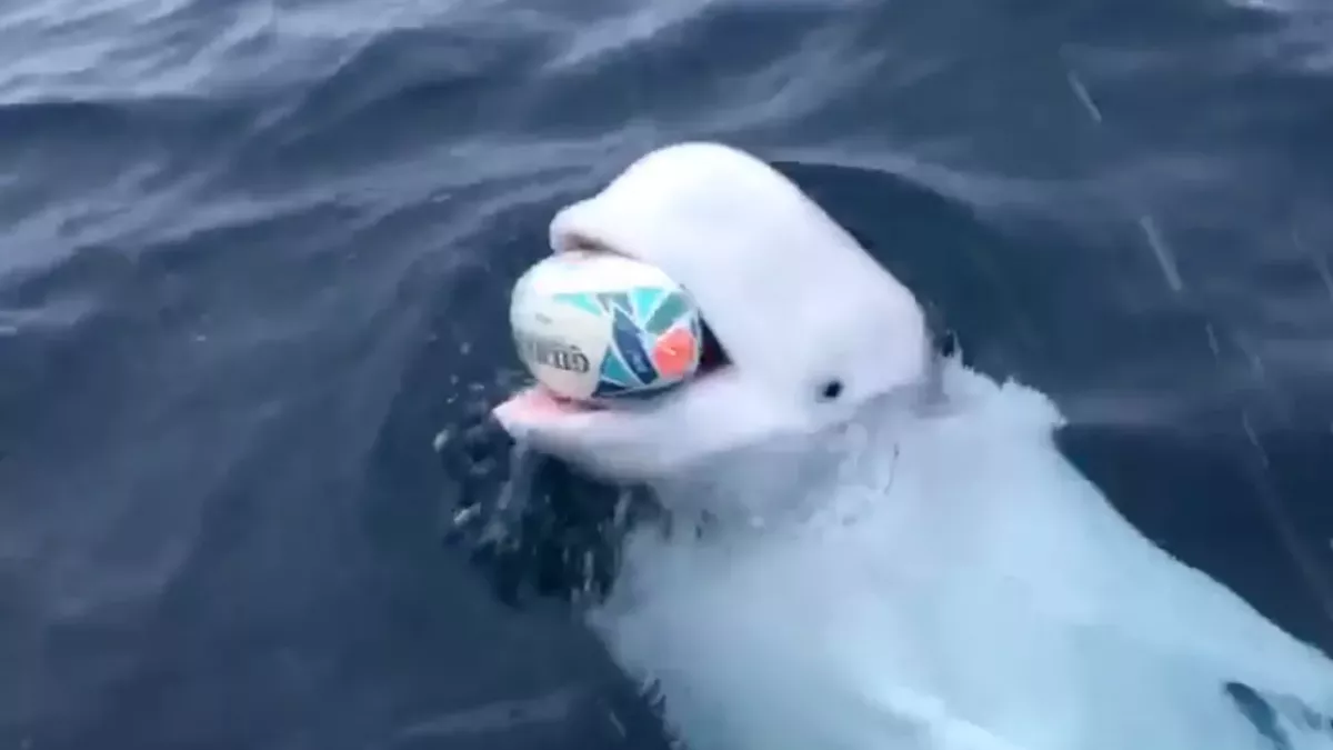 Hvaldimir the beluga whale spy