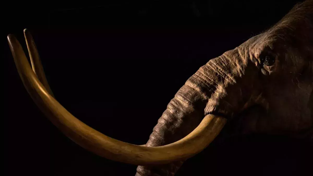 Ice Age: The remains of five mammoths have been discovered in England