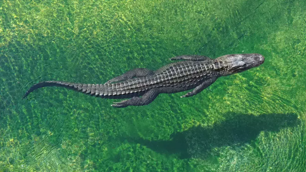 Indonesian crocodile was freed from a tyre after 5 years