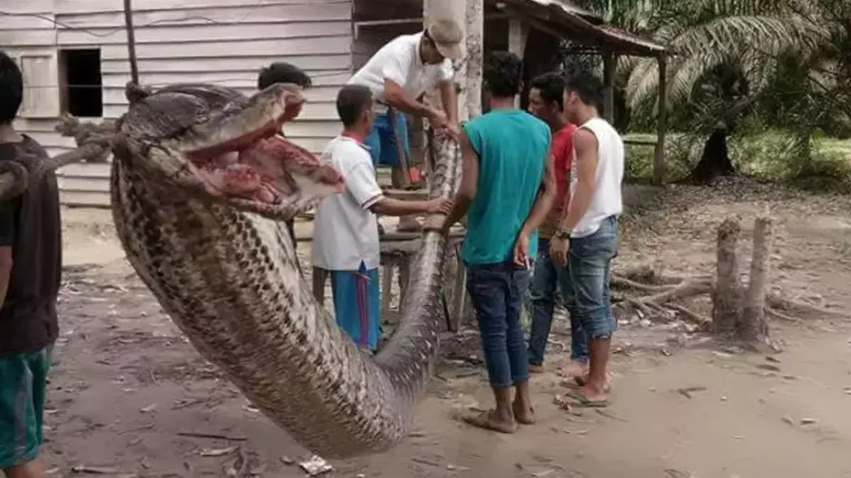Indonesian Villagers Fought Off This Massive Python That Stumbled Into Their Home