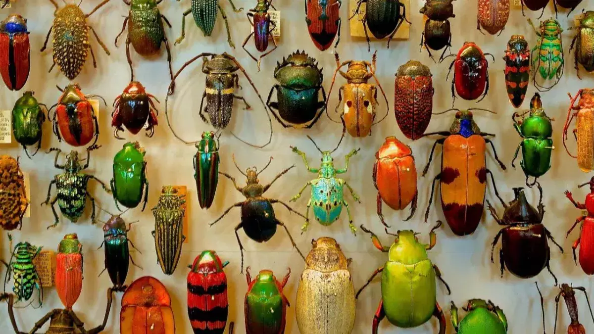 This insect uses oral sex to get what it wants