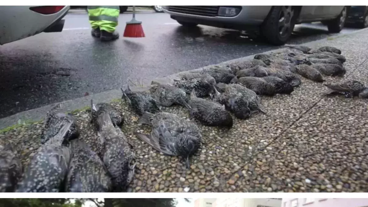 Investigation launched into mysterious deaths of 200 birds