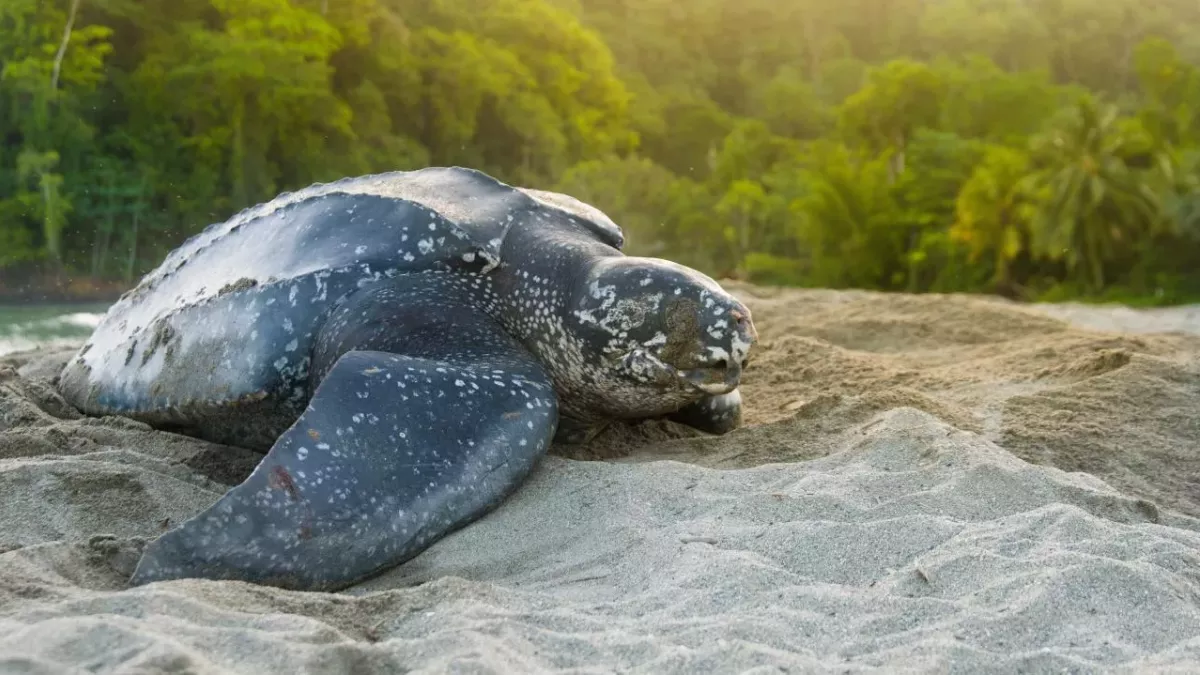 Leatherback