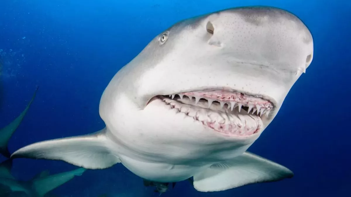 Lemon shark
