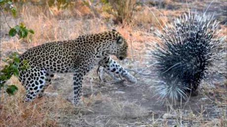 Leopard vs porcupine