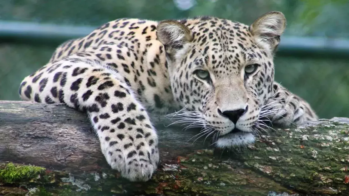 Leopard