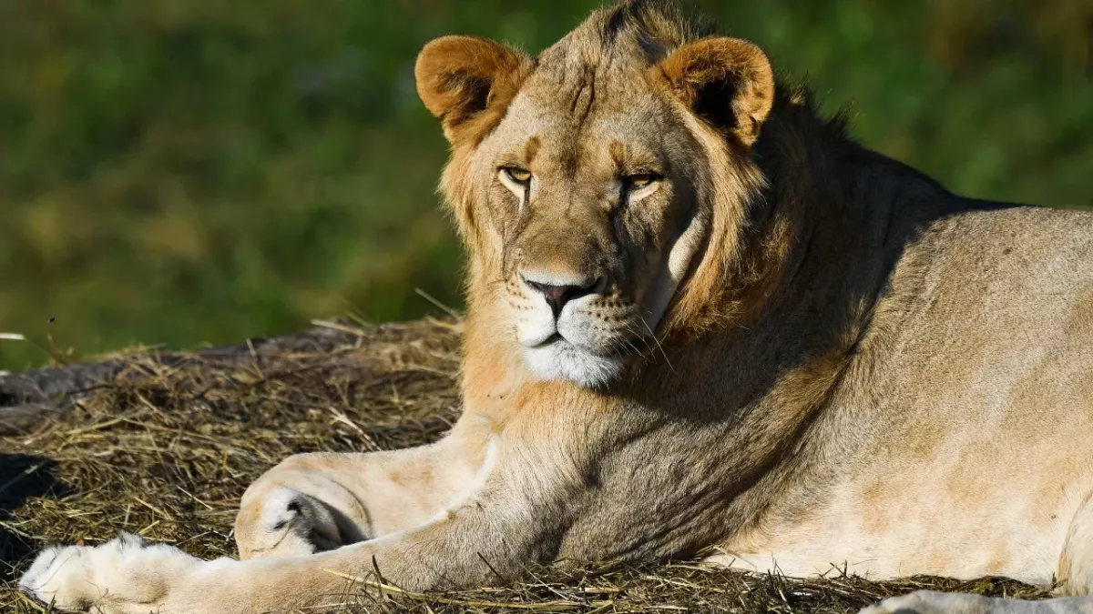 Lion population down to half since release of popular Disney film, 'The Lion King'