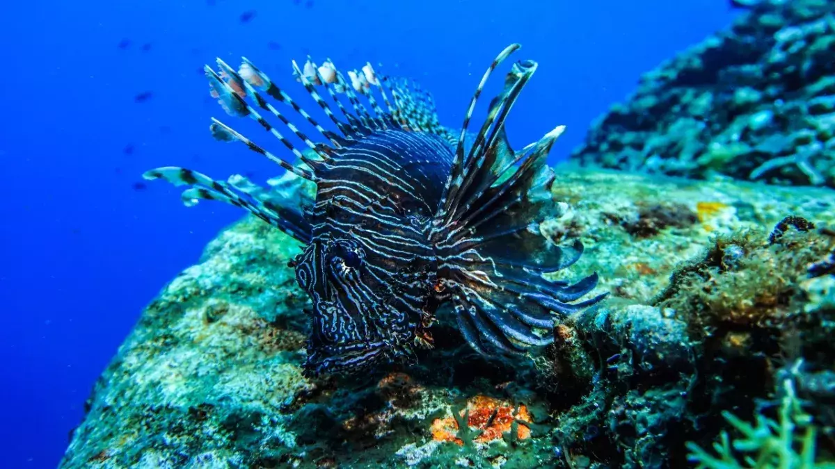 Lionfish