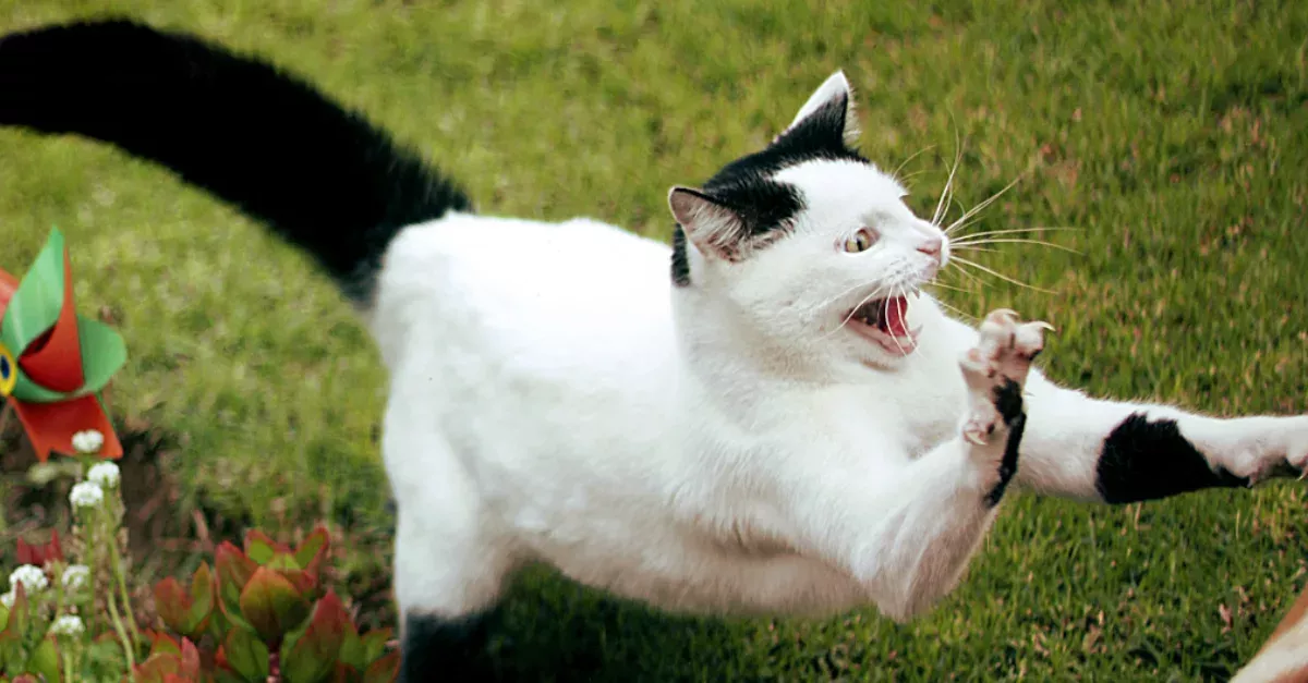 This Little Boy Terrorised A Cat, Who Soon Struck Back!