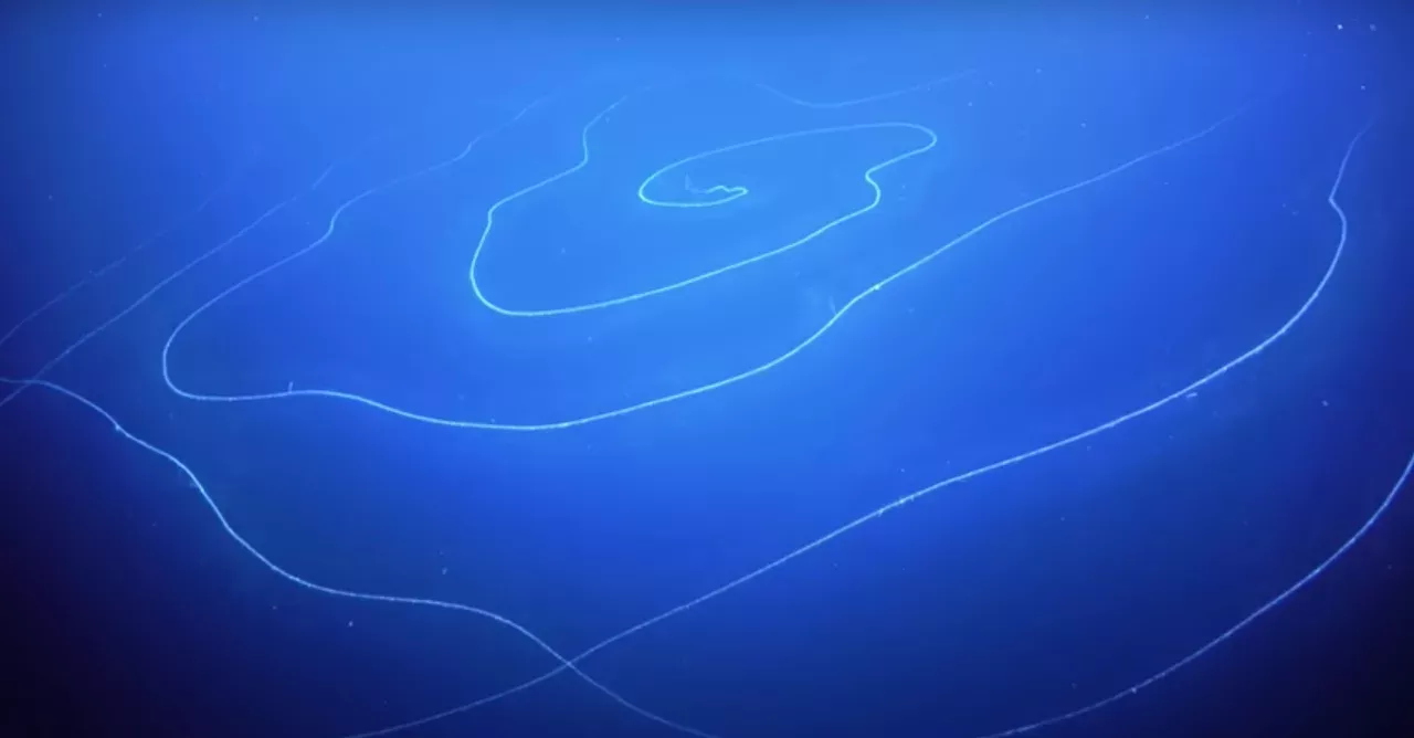 The Longest Creature Ever Discovered Was Found in the Deep of the Australian Coast