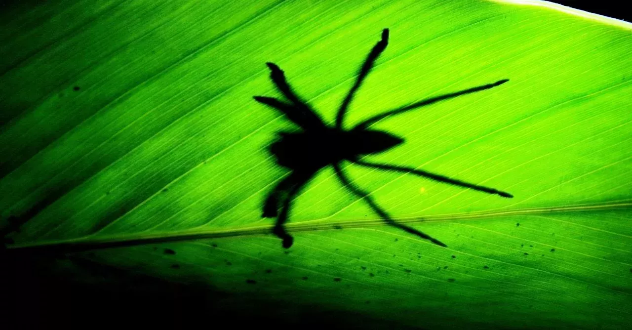 Loxosceles Tenochtitlan