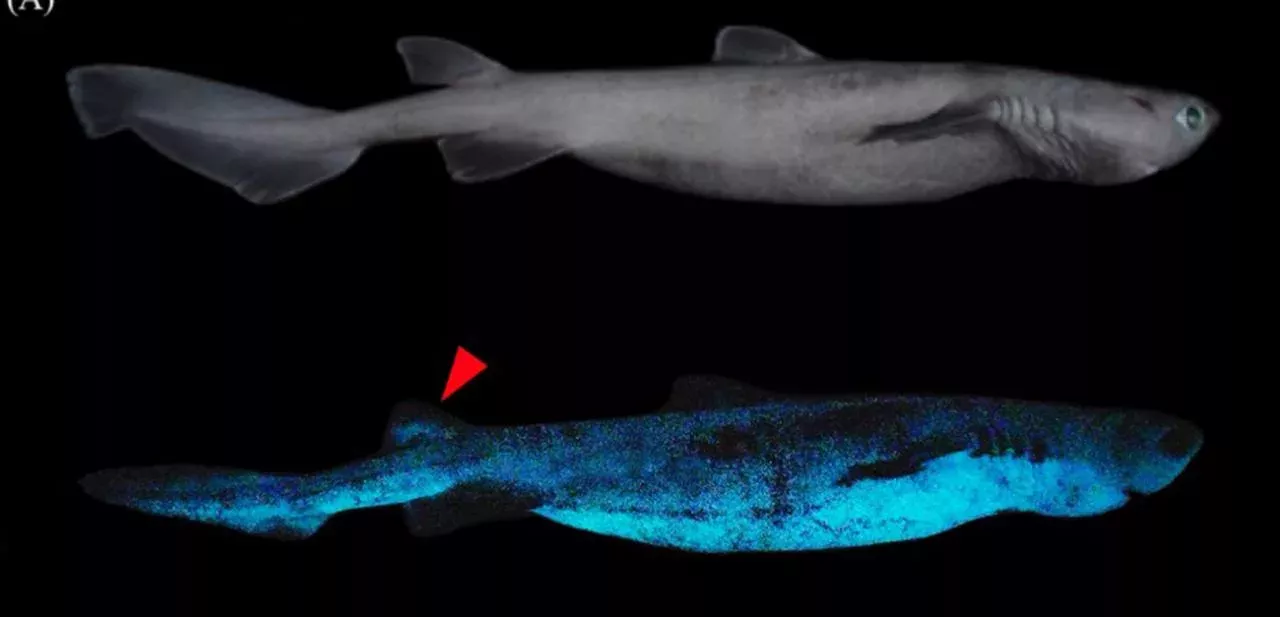 Luminous sharks