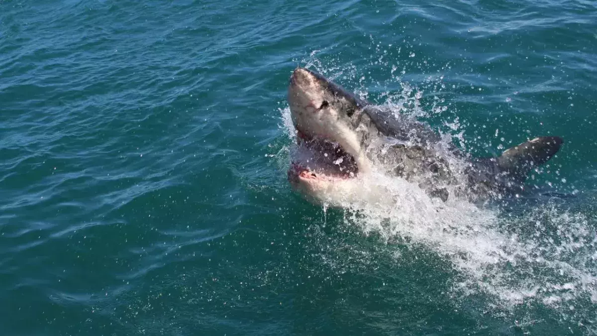 Man caught on camera wrestling shark with his bare hands