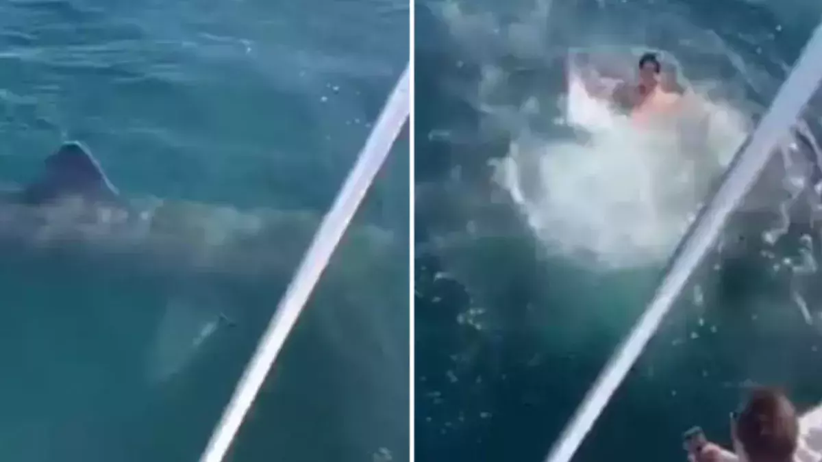 Man throws himself in water with shark