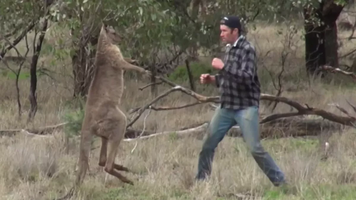 Man v Roo
