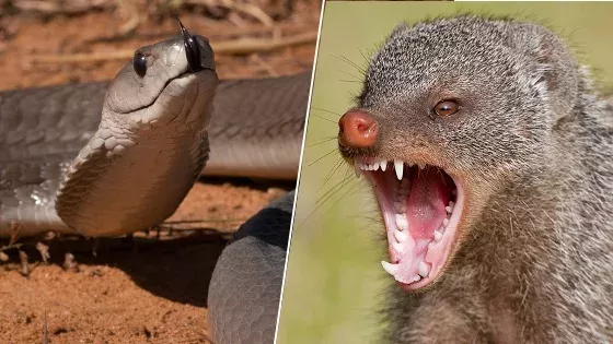 A mangoose goes toe to tail with a black mamba in the wild