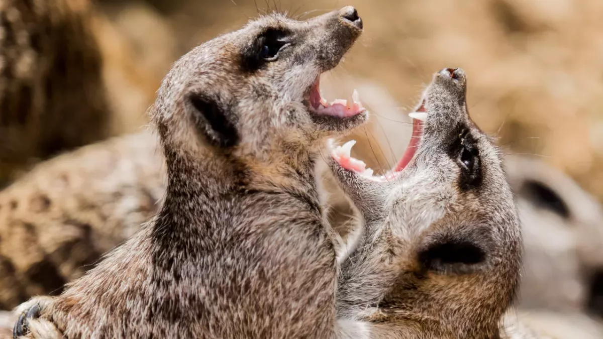 Meerkats