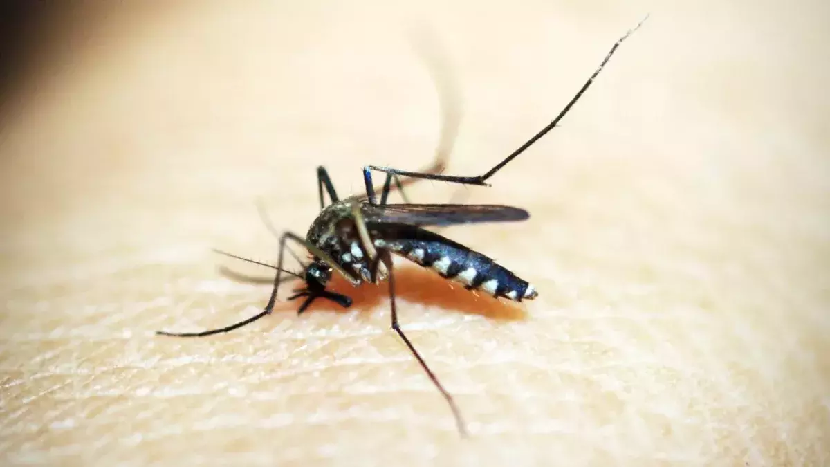 Mosquito bites