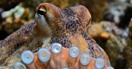 Octopuses