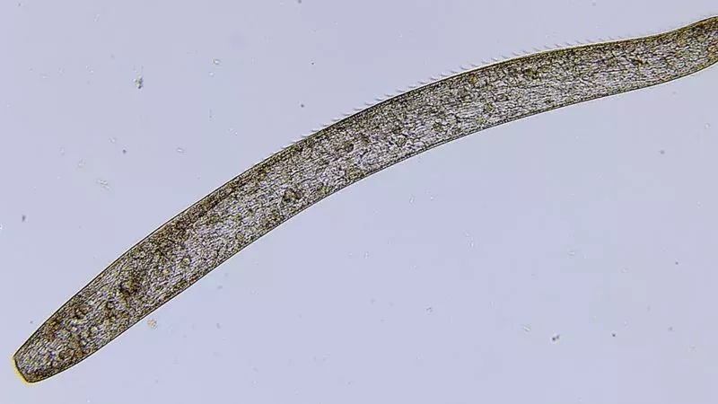  One Of The Fastest Creatures In The World Could Also Be One Of The Smallest