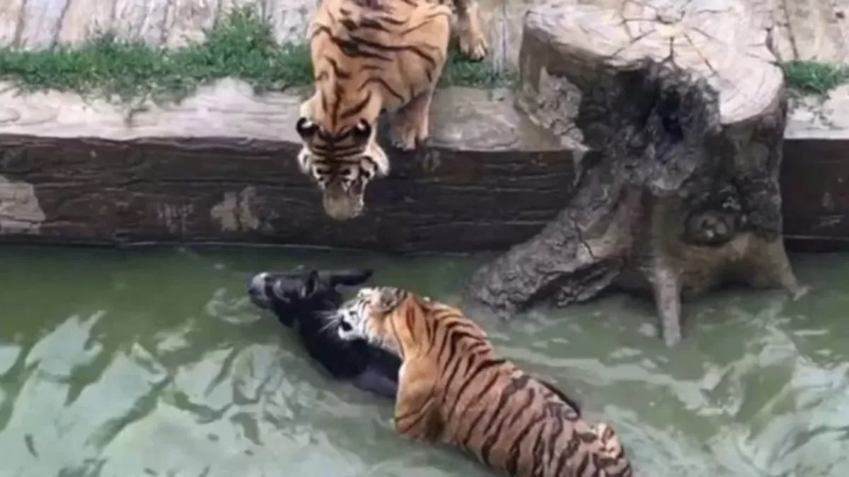 Onlookers Outraged as Donkey Gets Mauled by Tigers at a Chinese Zoo