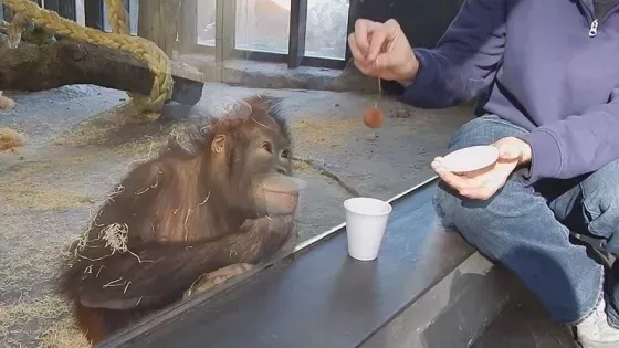 Orangutan
