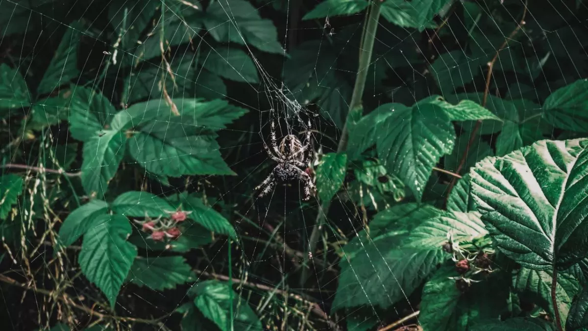 Peacock spider