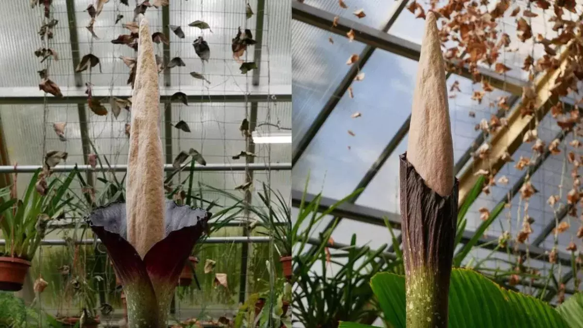 Penis plant