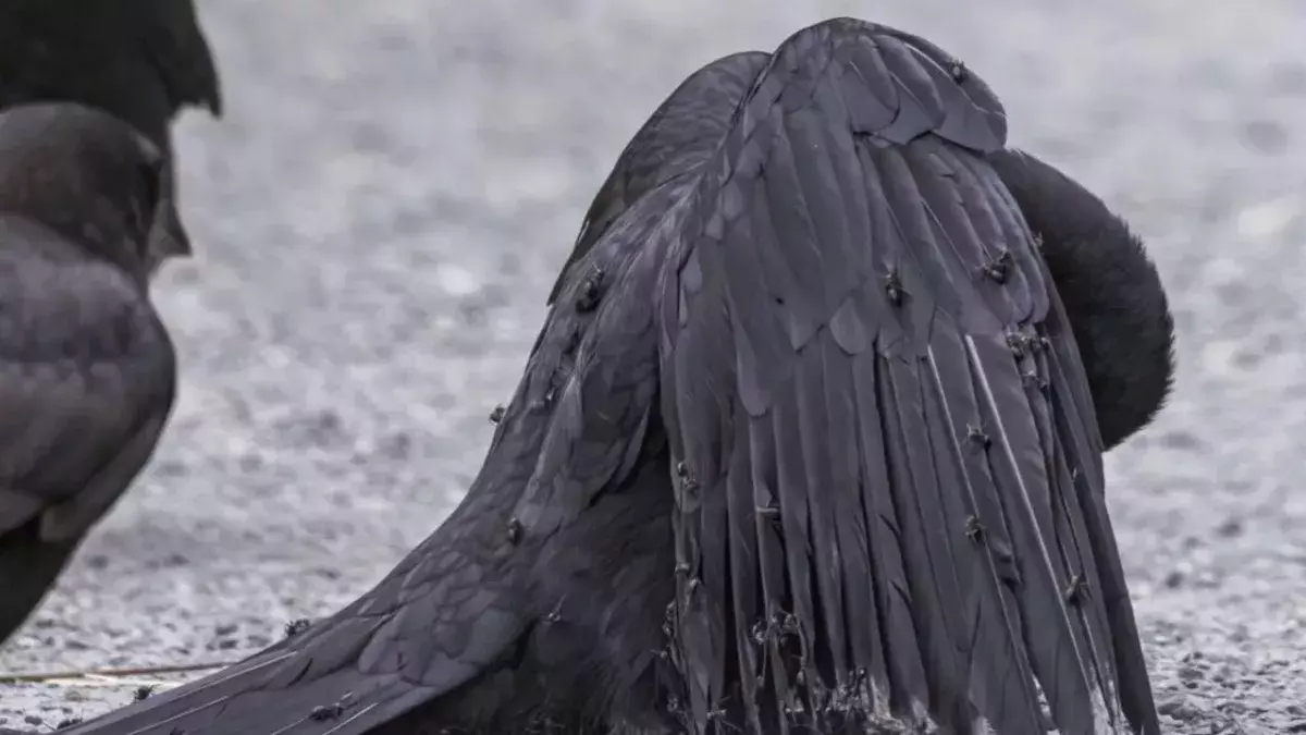 Photographer finds crow taking... an ant bath