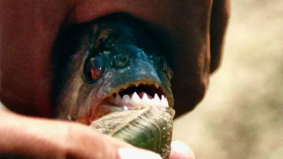 Piranha attack
