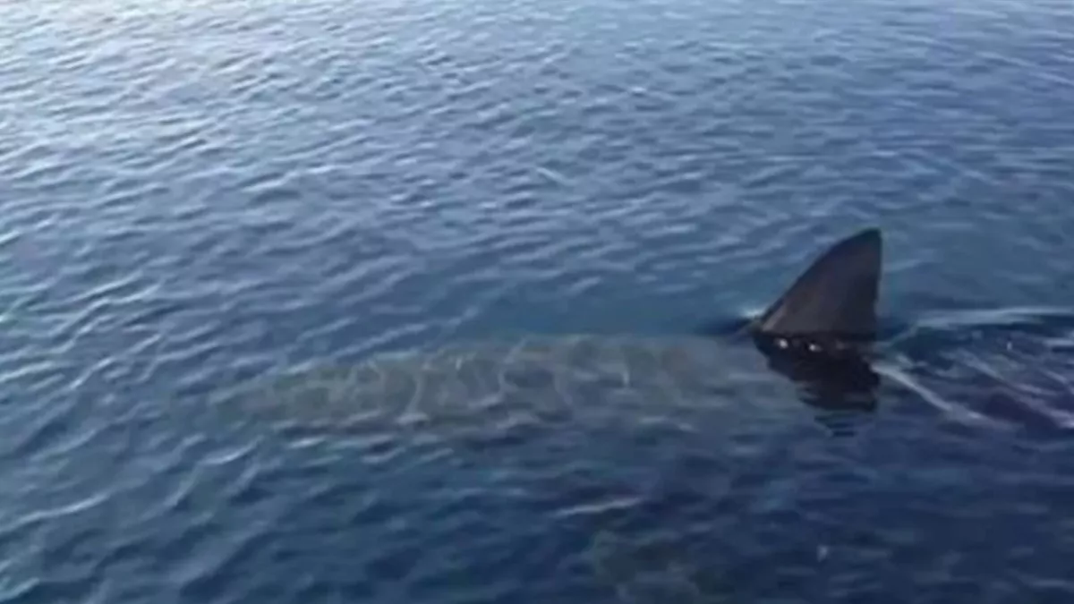 This previously unknown shark left researchers in shock when they looked at its head