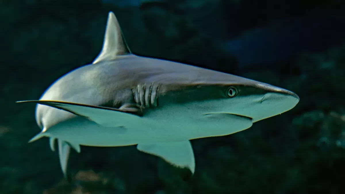 Prey becomes predator: Unsuspected animal attacks sharks