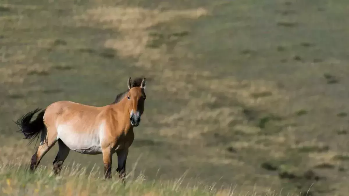 Przewalski's horse