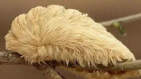 Puss caterpillar