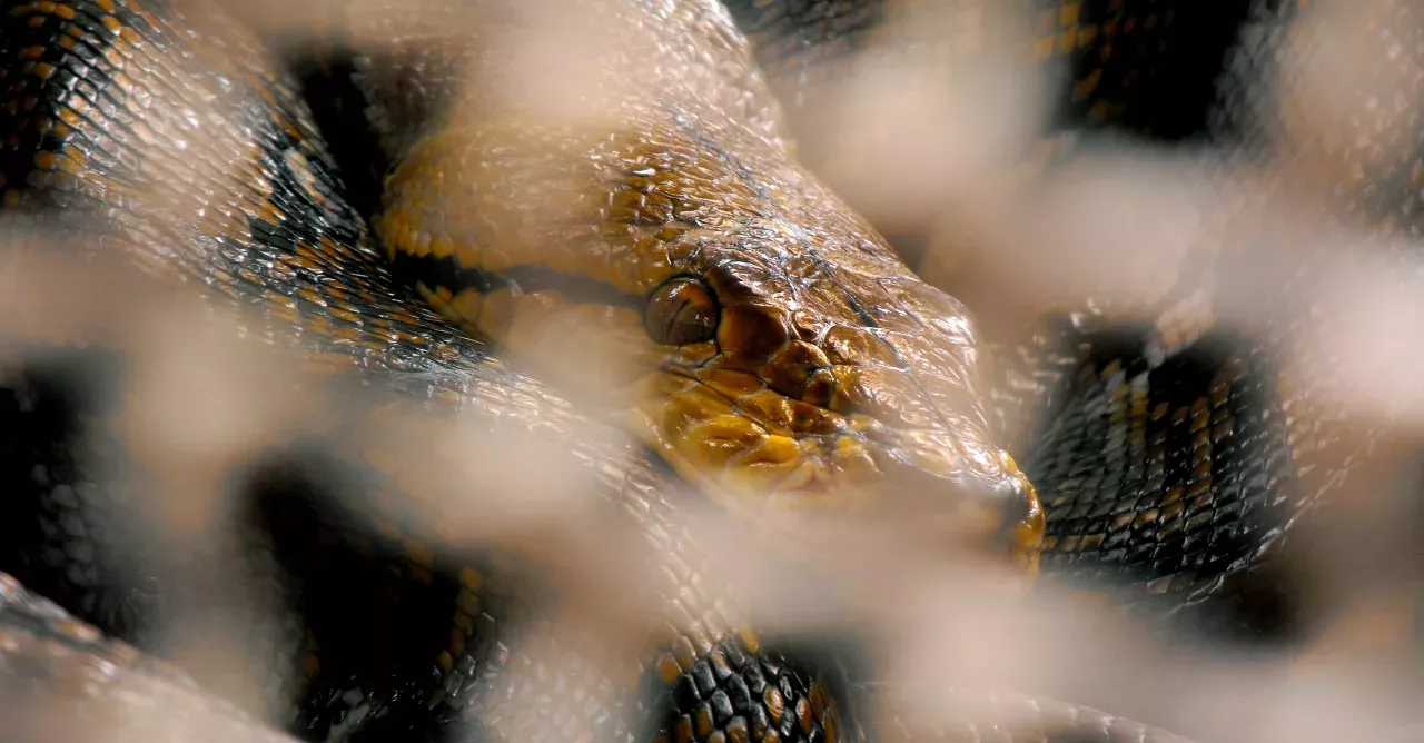 Python