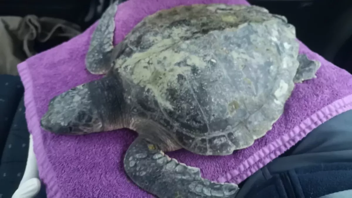 Rare, endangered sea turtle washes up on Welsh beach