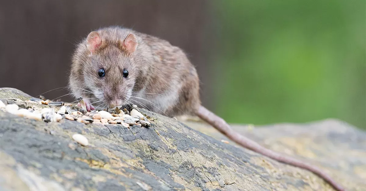 Rat research