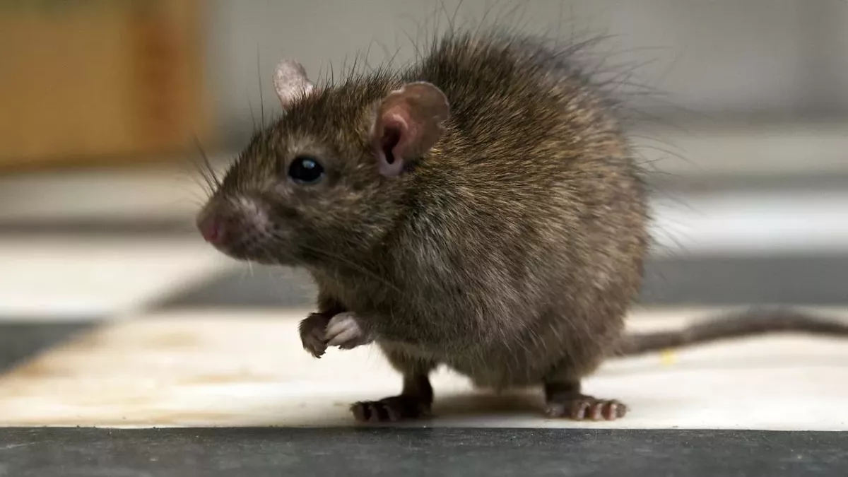Rat
