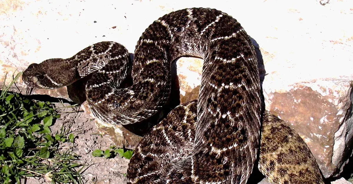 Rattlesnake