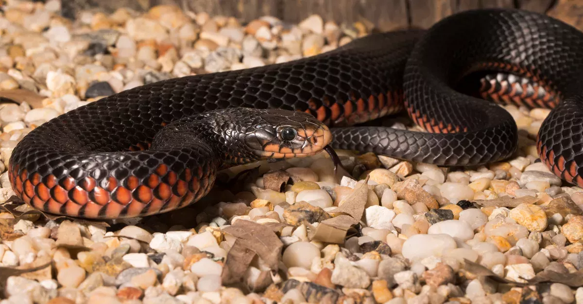 Red-Bellied Snake 