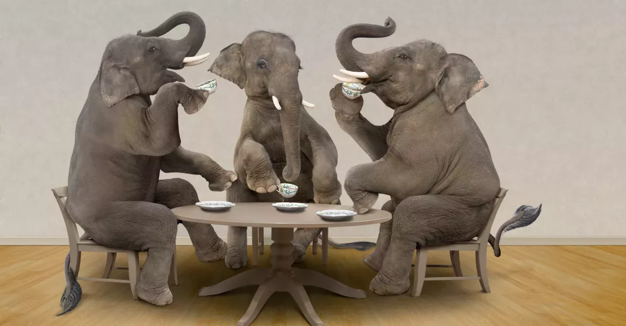 Researchers gave an elephant LSD in the name of science, but it did not go as planned