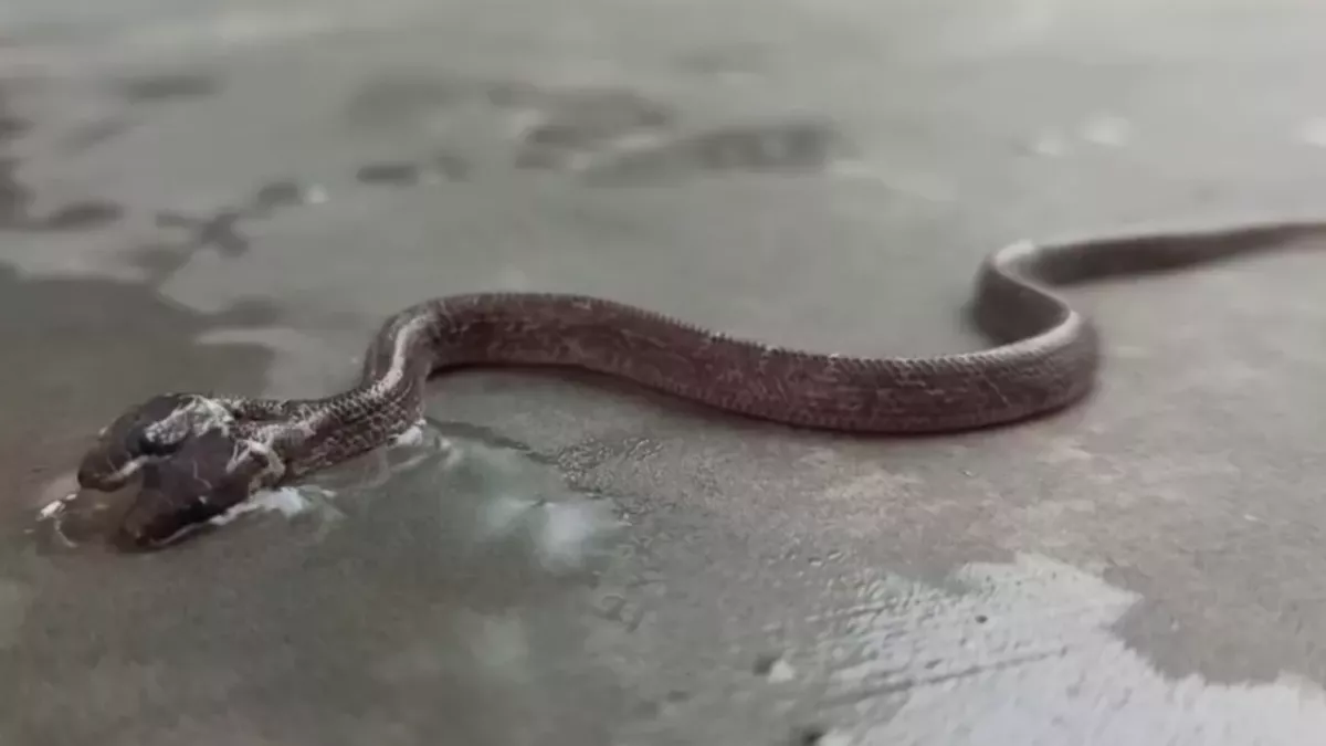 Researchers Recently Found and Took Video of a Rare Two-Headed Wolf Snake