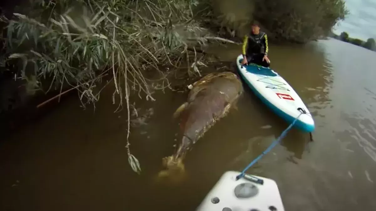 River Monsters: Giant Tuna Discovered by Kayakers on River Severn